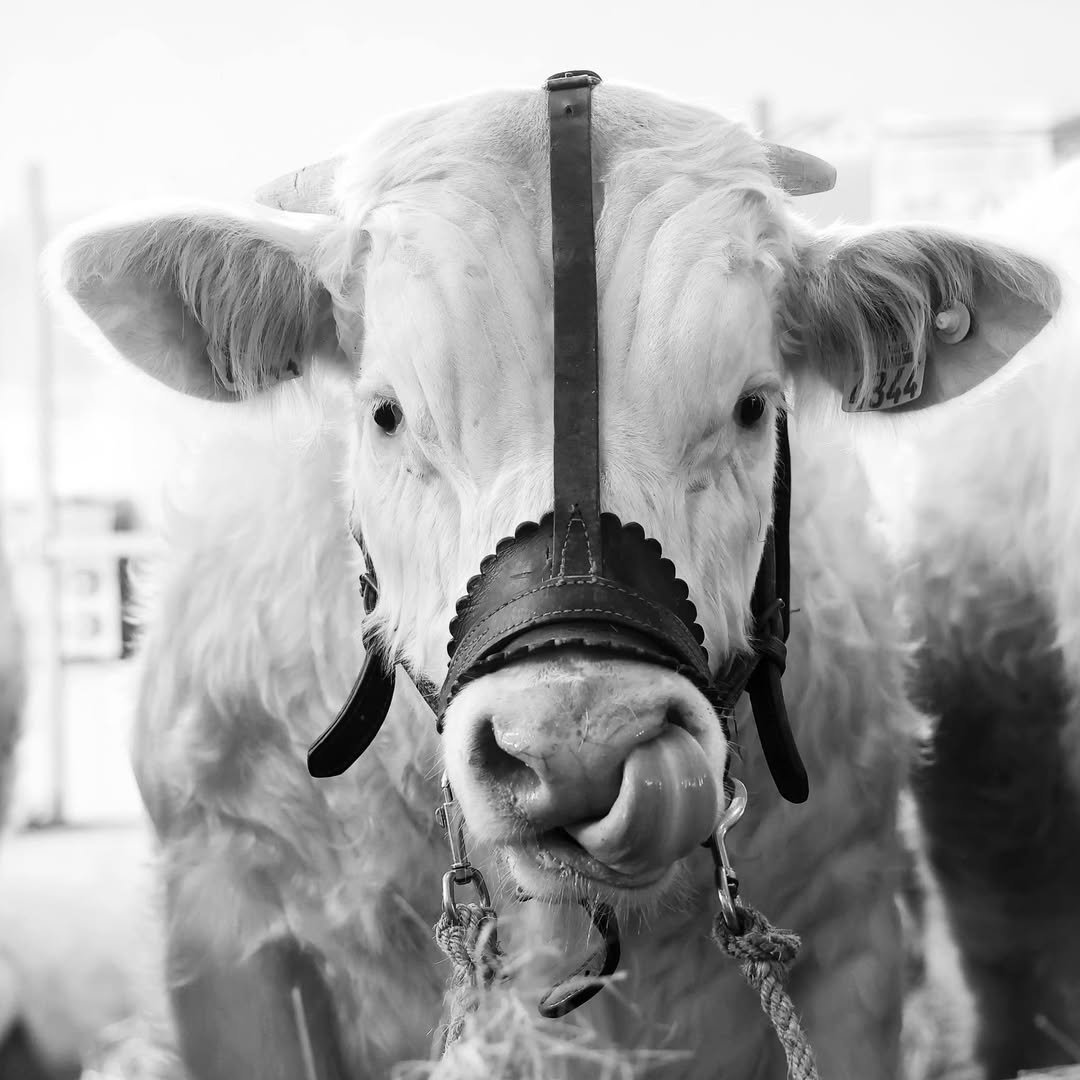 Concours bovins 2026 de Saint-Pourçaint-sur-Sioule