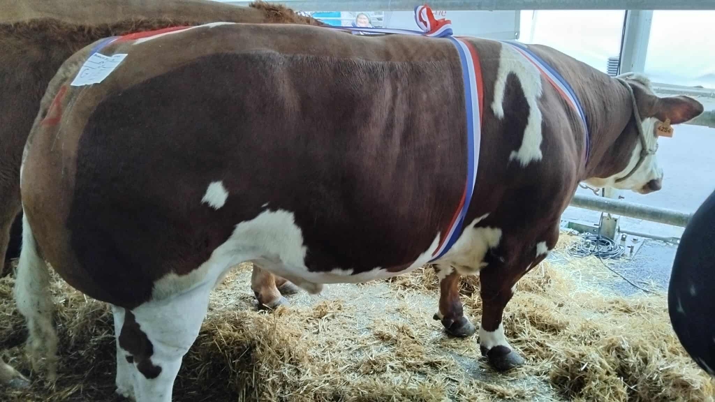 Résultats Concours bovins 2025 - Torigny-les-Villes