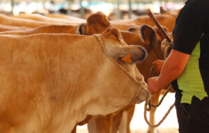 Concours de bovins de boucherie - Saint Gaudens (31) - 2026