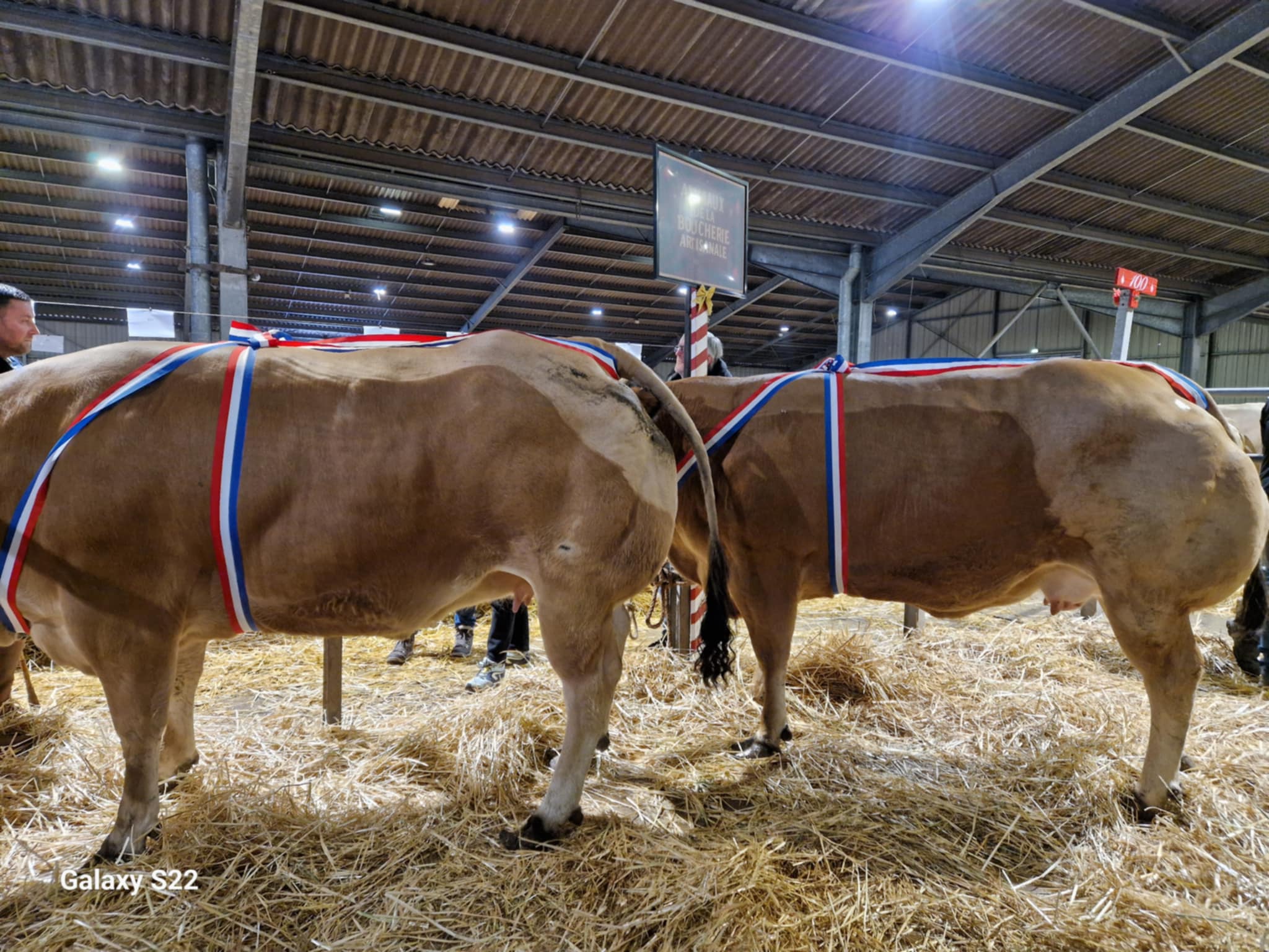 Résultats concours bovins Haut-de-France 2025