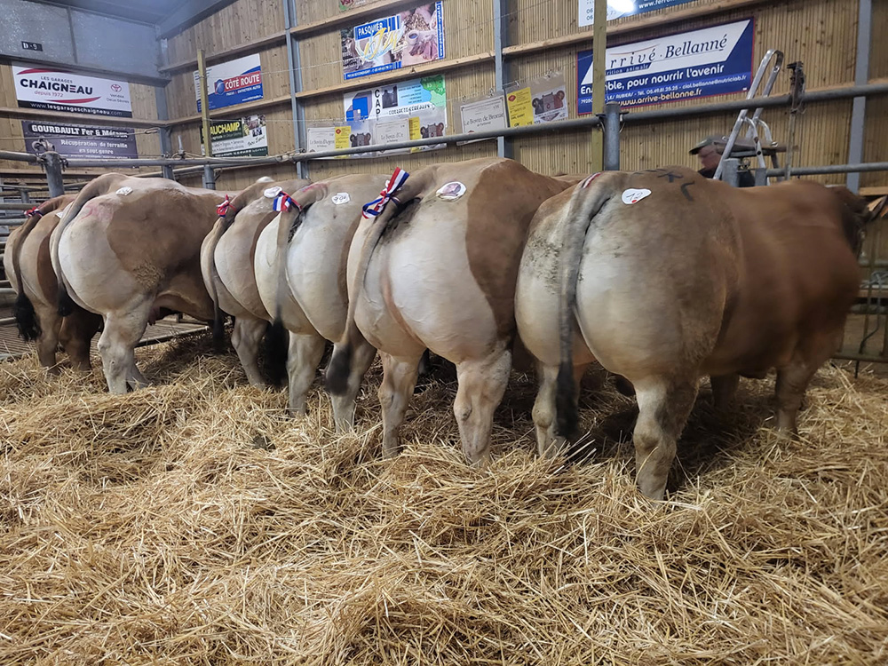 Résultats concours bovins Parthenay 2025