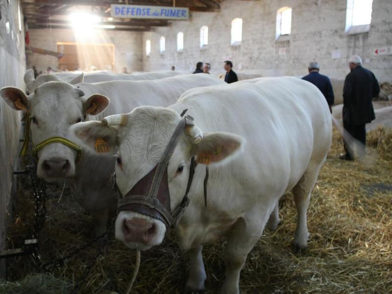 Comice agricole Feurs 42