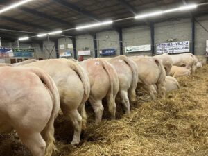 Foire et concours bovins de Boussac
