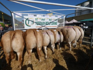Concours bovins Tonnay-Boutonne