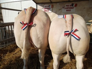 Concours de bétail gras de Pâques - Romenay (71) - 2026