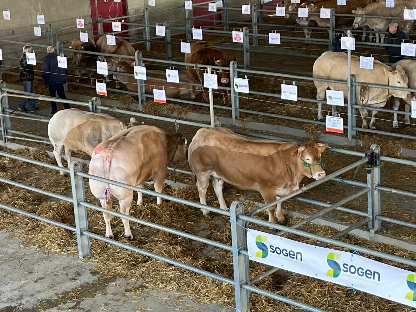 concours animaux gras rabastens de bigorre 2026