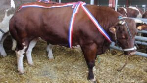 Le Festivale de la Viande - Evron (53) - 2026