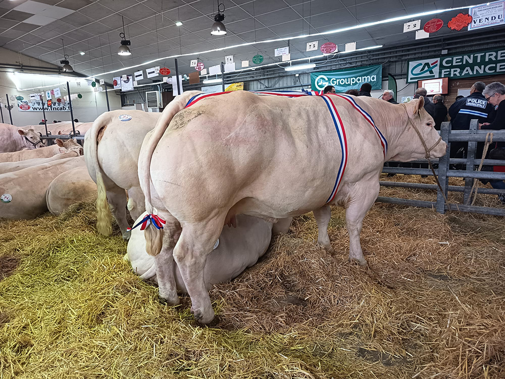 Résultats concours bovin saint pourcain sur sioule 2026