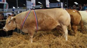 Concours animaux de boucherie – Baraqueville (12) – 2026