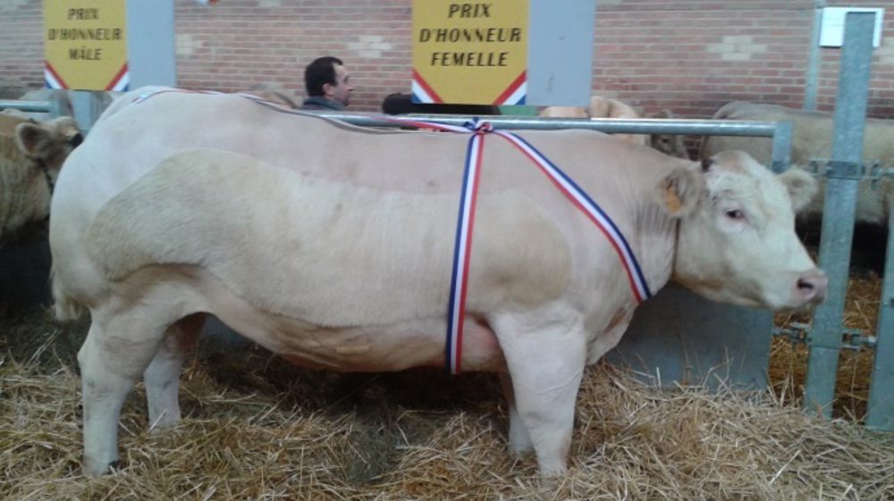 Foire de Montmarault - Montmarault (03) - 2026