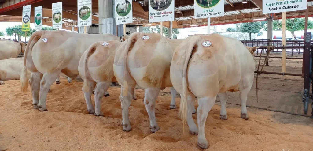 Concours de bovins de boucherie - Saint-Christophe en Brionnais (71)