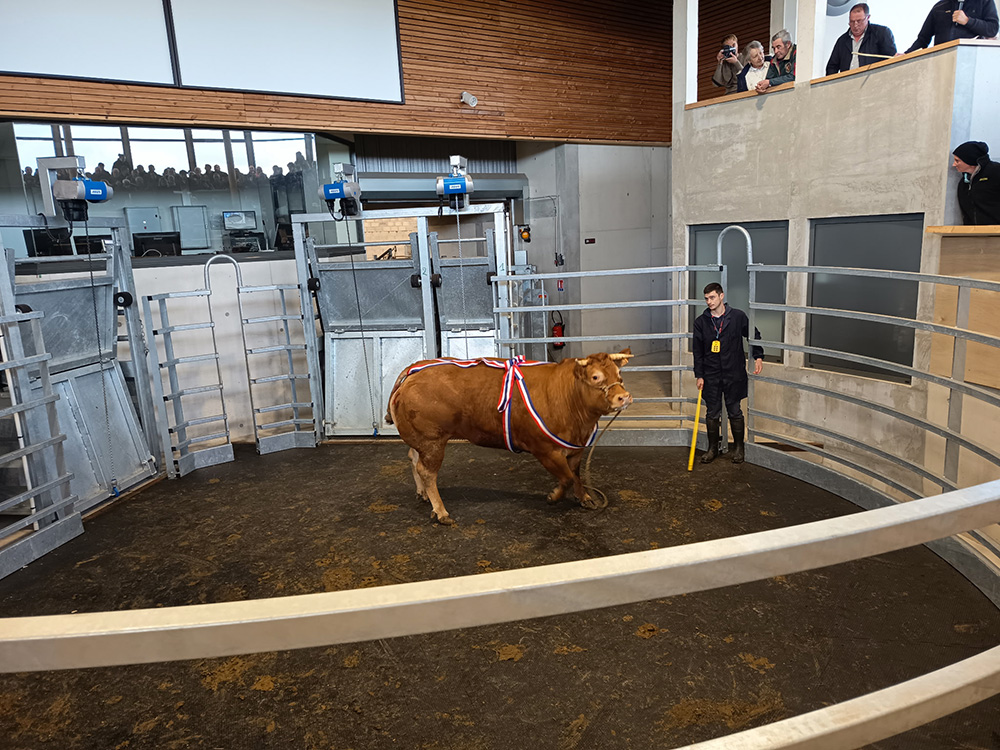 Résultats concours bovins Saint-Yriex-Bourdelas