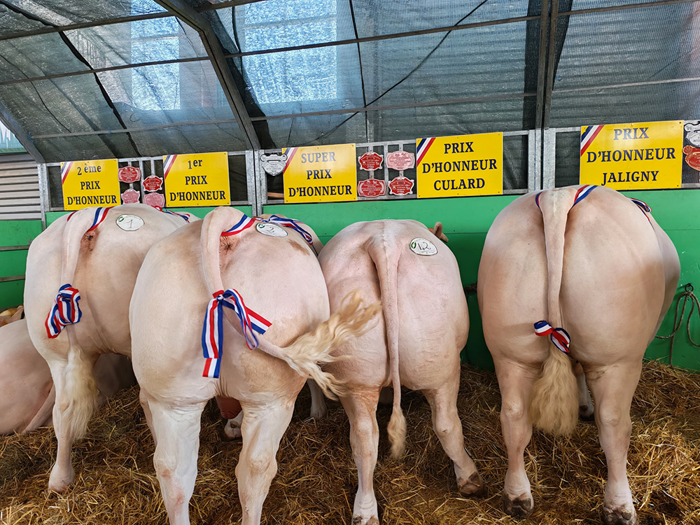 Résultats concours de Varennes-sur-Allier bovins 2026