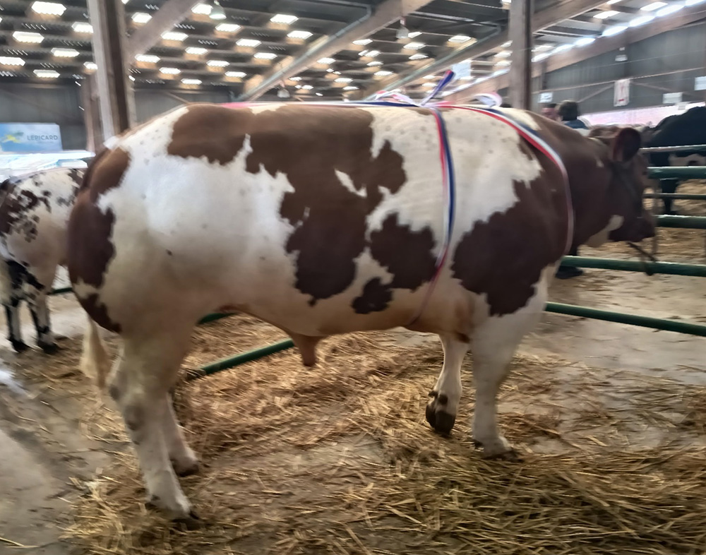 Résultats concours de Rouen bovins 2026