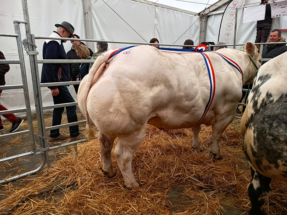 Résultat concours bovins Bergues 2026